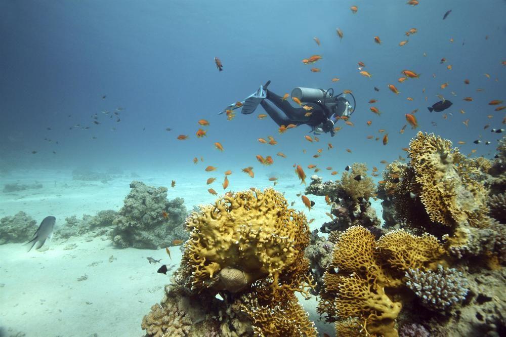 Sheraton Jeddah Hotel - Saudi Brothers Commercial Company Branch Exterior photo Scuba diving in the Red Sea